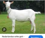 Opkopen van witte melkgeiten nodig voor het offerfeest., Dieren en Toebehoren, Schapen, Geiten en Varkens, Geit