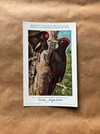 Vogels der Belgische Fauna - Reeks 7, Verzenden, 1940 tot 1960, Ongelopen, Vogel