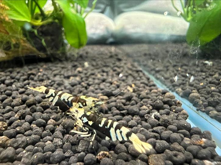 Cardina garnaal Fancy Tiger Black, Dieren en Toebehoren, Vissen | Aquariumvissen, Kreeft, Krab of Garnaal