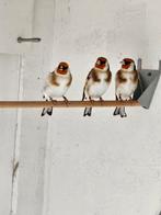 Distelvinken Major  mannen te koop, Mannelijk