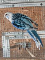 Rosella's mutaties, Dieren en Toebehoren, Meerdere dieren, Parkiet, Geringd