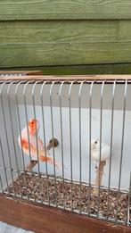 Canaris, Animaux & Accessoires, Oiseaux | Canaris, Mâle