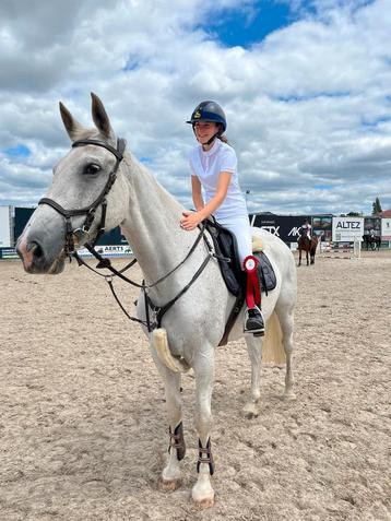 Gezocht: paard om te rijden en uit te brengen op wedstrijd  beschikbaar voor biedingen