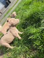 Prachtige Amerikaanse Stafford pups., Dieren en Toebehoren, Honden | Jack Russells en Terriërs, België, CDV (hondenziekte), 8 tot 15 weken