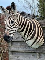 Taxidermie zebra kop top stuk prachtig, Ophalen