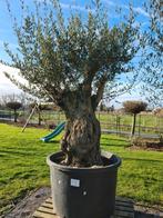 Olijfboom Olea Europaea Bonsai, Ophalen, Olijfboom