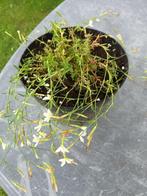 Dianthus Albiflorus, Jardin & Terrasse, Plantes | Jardin, Enlèvement