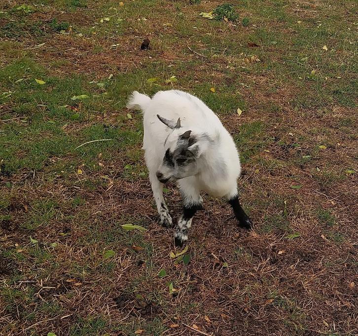 Dwergeit mieke, Dieren en Toebehoren, Schapen, Geiten en Varkens, Geit, Vrouwelijk, 0 tot 2 jaar