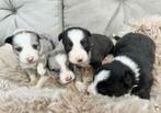 Mooie Border collie pups  !!, Dieren en Toebehoren, België, Fokker | Hobbymatig, 8 tot 15 weken, CDV (hondenziekte)