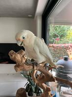 Mooie grote tamme Goffini kaketoe, Dieren en Toebehoren, Vogels | Parkieten en Papegaaien, Mannelijk, Papegaai, Tam