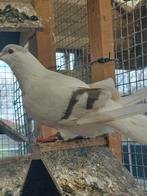 belle poule à vendre, Animaux & Accessoires