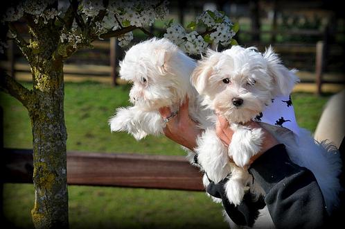 Maltezer pups, Dieren en Toebehoren, Honden | Chihuahua's en Gezelschapshonden, Teef, Maltezer, Fokker | Professioneel, Meerdere