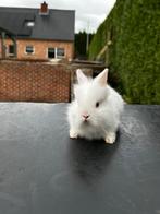 Leeuwenkopjes