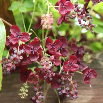 Akebia quinata (schijnaugurk) klimplant  beschikbaar voor biedingen