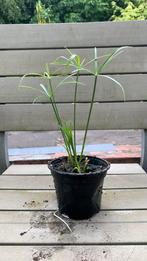 Paraplu plant, Tuin en Terras, Planten | Tuinplanten, Ophalen