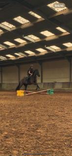 Cheval à vendre, Animaux & Accessoires, Jument, 160 à 165 cm, 7 à 10 ans