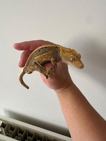 Wimpergekko gekko man 15,5 cm 1,5 jaar oud beschikbaar voor biedingen