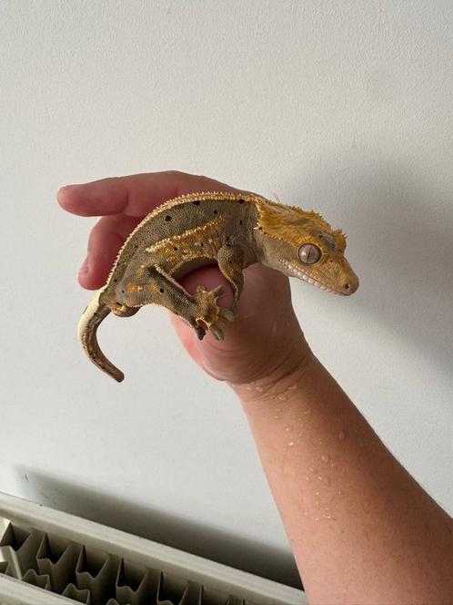 Wimpergekko gekko man 15,5 cm 1,5 jaar oud, Dieren en Toebehoren, Reptielen en Amfibieën