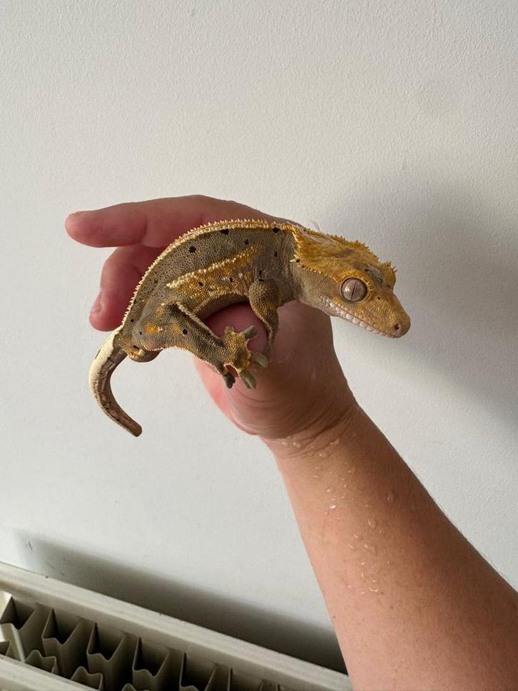 Wimpergekko gekko man 15,5 cm 1,5 jaar oud, Dieren en Toebehoren, Reptielen en Amfibieën
