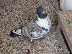 Pigeon, Animaux & Accessoires, Oiseaux | Pigeons, Mâle, Autres espèces