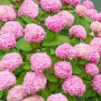 Hortensia (roze), Tuin en Terras, Planten | Tuinplanten, Ophalen