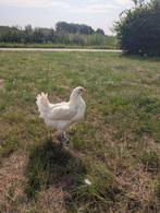 Poule de bresse hennen, Dieren en Toebehoren, Vrouwelijk, Kip