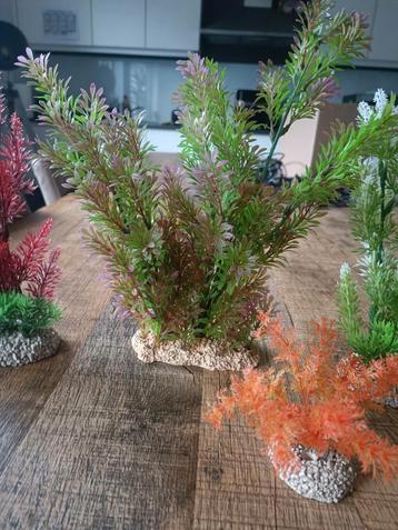 Aquarium planten  beschikbaar voor biedingen