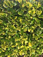 12 meter Euonymus japonicus 'Marieke'
Japanse kardinaalsmuts, Tuin en Terras, Ophalen