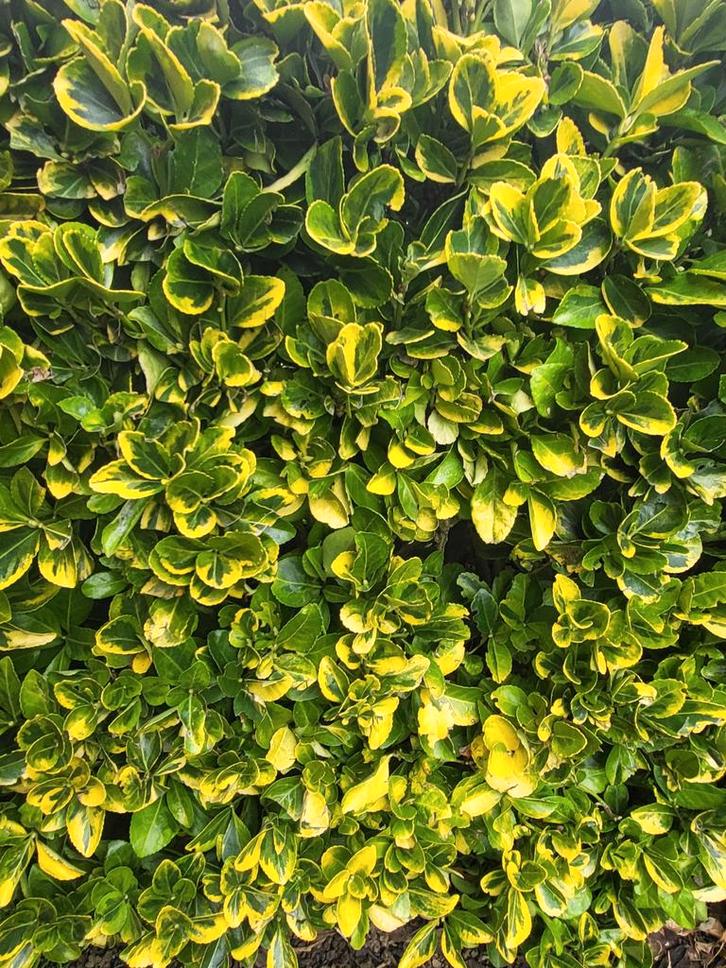 12 meter Euonymus japonicus 'Marieke'
Japanse kardinaalsmuts, Tuin en Terras, Planten | Struiken en Hagen, Ophalen