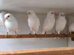 Witte kanarie, Dieren en Toebehoren, Vogels | Overige Vogels