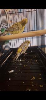 Canari 2024 couple 35€, Animaux & Accessoires, Oiseaux | Canaris
