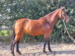 Super lieve merrie  1450 euro, Animaux & Accessoires, Chevaux, Jument