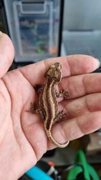 Rhacodactylus Auriculatus Gargoyle Gecko, Dieren en Toebehoren