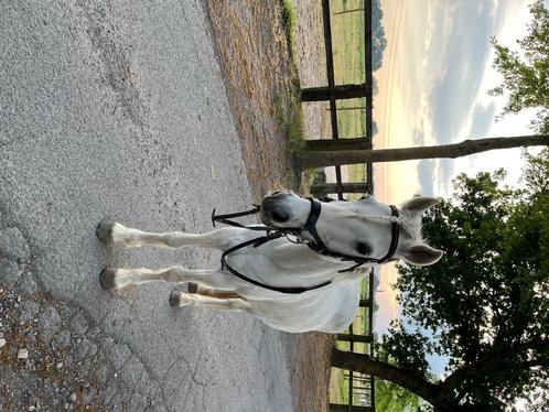 Gouden c pony te koop, Dieren en Toebehoren, Pony's, Merrie, M, C pony (1.27m tot 1.37m), Springpony, 11 jaar of ouder, Gechipt