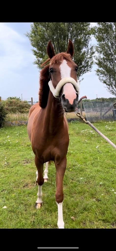 4j merrie te koop   3/4 maand oud veulen ook te koop, Dieren en Toebehoren, Paarden, Merrie, Zadelmak, Minder dan 160 cm, 3 tot 6 jaar
