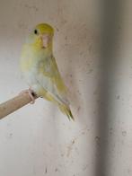 yellam forpus turquoise pop., Dieren en Toebehoren, Vogels | Kanaries