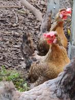 Cream Legbar, Dieren en Toebehoren, Pluimvee, Kip