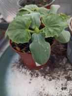 (moes)tuinplantjes, tomaat, framboos, speciale komkommer, Tuin en Terras, Ophalen, Zomer, Fruitplanten