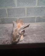 Reuzevlinder voedster, Dieren en Toebehoren, Vrouwelijk, Groot, 0 tot 2 jaar