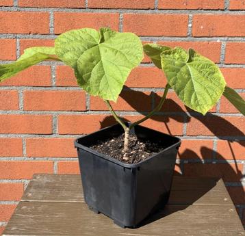 Paarse Keizerboompjes 'CO₂-opslag' Klimaatboom beschikbaar voor biedingen
