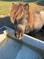 Mini paardje te koop, Dieren en Toebehoren, Pony's, Hengst, Niet van toepassing, Gechipt, 0 tot 2 jaar