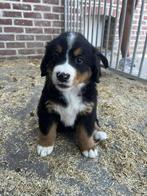 Lieve en zeer sociale berner sennen pups, België, Fokker | Hobbymatig, CDV (hondenziekte), Meerdere