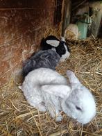 Rex Widder baby konijntjes_week 2, Dieren en Toebehoren, Konijnen, Meerdere dieren, Klein, Hangoor, 0 tot 2 jaar