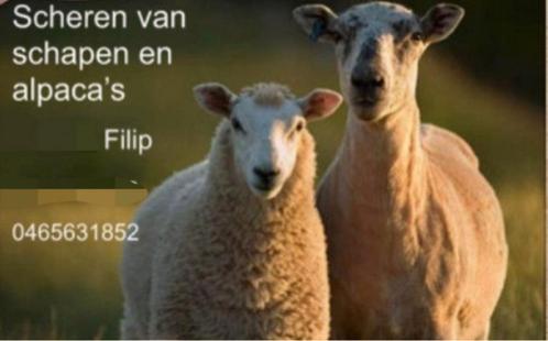 Scheren van schapen,alpaca's en lama's, Dieren en Toebehoren, Schapen, Geiten en Varkens