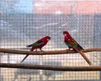 Koppel rosella, Dieren en Toebehoren