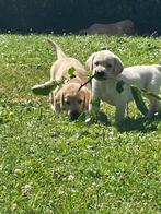 Labrador pups, Dieren en Toebehoren, Honden | Retrievers, Spaniëls en Waterhonden, België, CDV (hondenziekte), 8 tot 15 weken