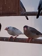 Rijstvogels, Animaux & Accessoires, Oiseaux | Oiseaux Autre, Plusieurs animaux