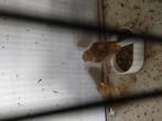 Glosters, Dieren en Toebehoren