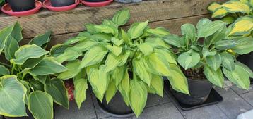 Hosta Fortunei Albopicta vraagprijs 25 euro beschikbaar voor biedingen