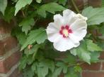 Hibiscus blanc aux graines de cœur rouge, Jardin & Terrasse, Bulbes & Semences, Envoi